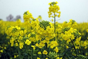 Trakya da Kanola Ekimi Yaygınlaşıyor