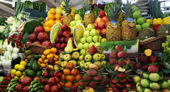 Küçük Meyve Sineği Avustralya nın Başına Dert Oldu