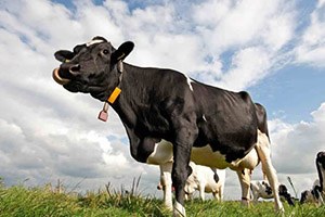 Beşiri de Süt Üreticileri Birliği Kuruldu