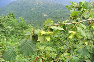 Güce de Fındık Yetiştiriciliği Kursu Açıldı