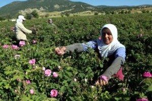 Isparta nın Gülü Sıfır Maliyetle Dünya Devlerinin Tedarikçisi Oldu