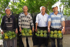 Mersin de Kavun Hasadı Başladı