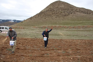 Kuşlar İçin 25 Dönüm Arpa Ektiler