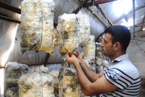 Pamuklara Sararak istiridye Yitiştirip Yılda Yüz Ton Ürün Alıyor