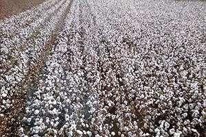 Sezener Ve Naz a Çiftçi İlgisi