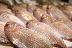 Yozgat tan Avrupa ya Balık İhracı