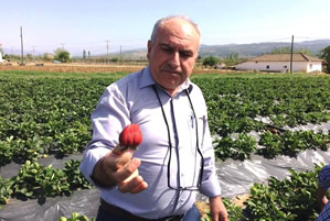 Sarıgöl de Hormonsuz Çilek Yetiştirildi