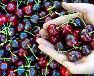 Türkiye Kiraz İhracatında Dünya Liderliğini Hedefliyor