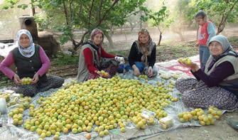 Sezonun İlk Kayısı Hasadı Mersin de Yapıldı