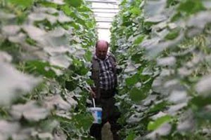 Ürün Rekoltesi Arttı Fiyatlar Düşüyor