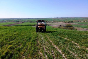 Buğday Tarlasında Yabani Otla Mücadele Çalışması