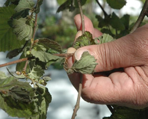 Fındık İçin Kritik Açıklama