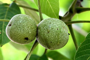 Ordu da Ceviz Ormanları Kuruluyor