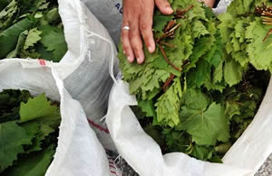 Erbaa Bağ Yaprağının Tescil Sorunu Kaldırıldı