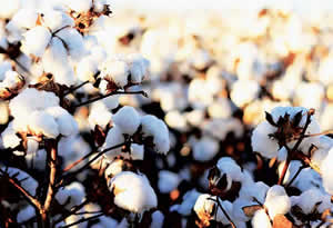 Yerli Tohum 2 Günde Bitti