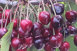 Sezonun İlk Kirazı Kilogramı 125 Liradan Satıldı