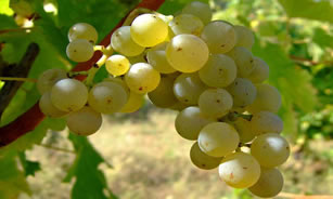 Kaliteli Üzüm Çeşidi İçin 42 Yıldır Ar Ge