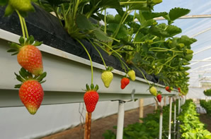 Topraksız Tarım Serasında Çilek Üretimi Başladı