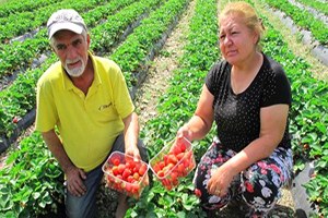 Çilek Emekli İkramiyesi Oldu