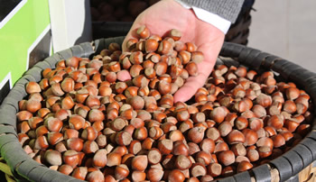 Soydan Fındıkta Önlenemeyen Bir Fiyata Doğru Gidiyoruz