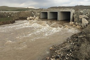 İnci Kefalinin Avlanma Yasağına Az Kaldı