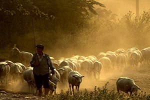 Sandıklı da Sürü Yöneticiliği Kursu