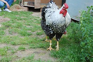 2 Bin 750 Liralık Tavuk