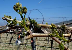 Manisa da Tarım Sigortasına İlgi Arttı