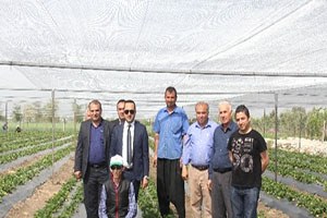 Düziçi nde Çilek Yetiştiriciliği Kursu