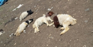 İslahiye de Şap Salgını