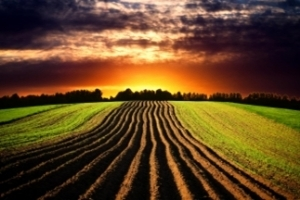 Tarım Kredi den Üreticinin İmdadına Yetişecek Proje