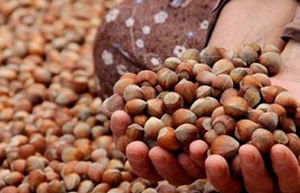 Fındık 15 Liradan 8 Liraya Düştü