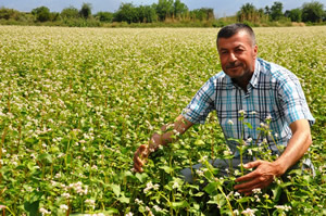 Ödemiş'te İlk Defa Karabuğday Üretildi