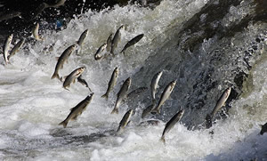 İnci Kefalinin Muhteşem Yolculuğu Başladı