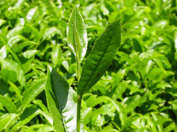 ÇAYKUR 26 Bin Ton Yaş Çay Aldı