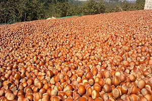 Fındık Fiyatları Yeniden Hareketlendi