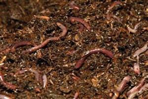 Solucan Gübresiyle Verimi İkiye Katladı