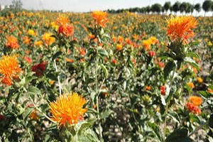 1 Ulusal Aspir Çalıştayı Gerçekleştirildi