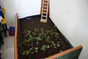 Sınıfta Bostan Ektiler