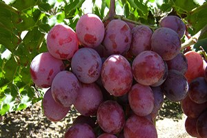 Mersin de Örtü Altında Üzüm Hasadı Başladı