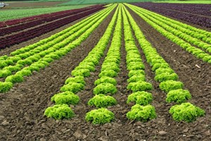 Ordu da Çiftçi Desteklemeleri