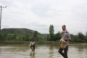 Saraydüzü nde Çeltik Ekimi Başladı