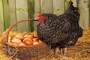 Tavuk Yumurtası Üretimi Mart ta Arttı