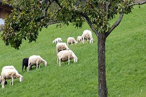 Türkiye nin Küçükbaş Hayvancılığa Ağırlık Vermesi Gerekiyor