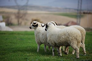Küçükbaş Hayvanlar Çipli Küpe ile Kayıt Altında