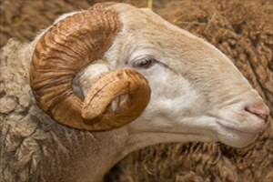 Kırıkkale de Çiftçilere 126 Damızlık Koç Dağıtıldı