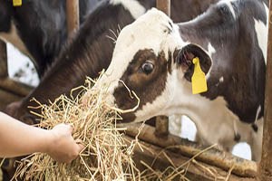 Muş ta Hayvan Besleme Ve Rasyon Semineri