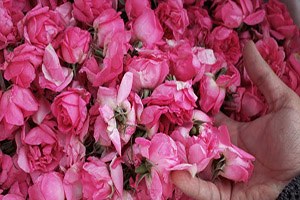 Isparta da Gül Hasadı Törenle Başladı