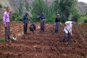 Kuraklık Tehlikesi Nedeniyle Tütünler Erken Ekiliyor