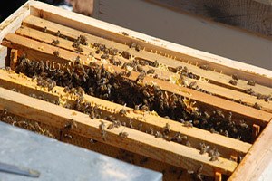 Şırnak ta Bal Teknem Projesi